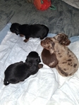 Ckc long-haired miniature dachshunds