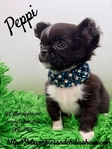 Stunning AKC Applehead Longcoat Male Chihuahuas