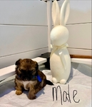 REDUCED! CKC PomChi Puppies-4Weeks Old