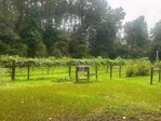 Red & Bronze Muscadines