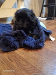1 tiny rare black shih-tzu left ckc shihtzu