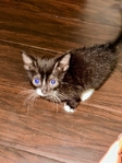 FREE kittens