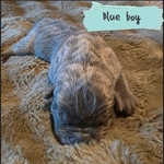 Beautiful Cane Corso (italian mastiff) puppies!