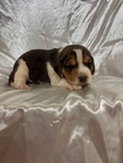 Beagle Puppies AKC