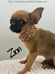 AKC Mini Male Applehead Chihuahua