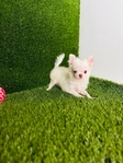 Chihuahua puppies Look!