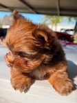 AKC Male Micro Yorkie Ready Now!