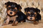 AKC Yorkie Puppies Male and Female
