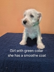 Miniature Schnauzer