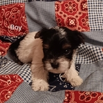 Yorkie Puppies, Parti and Traditional Yorkies CKC Registered