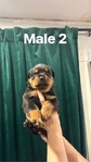 Male Rottweiler