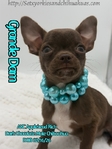 Stunning AKC Green Eyed Male Applehead Chihuahua