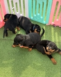 loyal Companion Rottweiler puppies