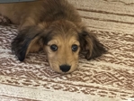 AKC Longhaired Dachshunds - Ready Now