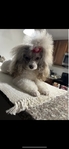 Parti Silver Toy poodle
