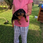 German Rottweiler Puppy
