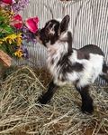 Nigerian Bottle Baby Goats