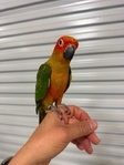 Sun Conures, Quakers, Flame Macaw