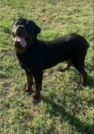 Akc Rottweiler Puppies