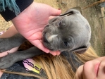 Cane corso/pit bull pups
