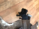 Black pug puppies