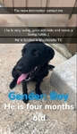 lab mix puppy