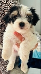 Morekipoo Puppies