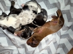 Mini Longhair Dachshunds
