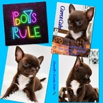 AKC Gorgeous Applehead Chihuahuas