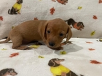 AKC Registered Miniature Dachshund Puppies