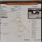 APHA Finished Barrel/Pole Mare