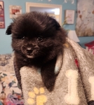 Pomeranian Puppies