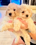 Miniature Poodles