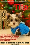 Adorable AKC Tiny Male Yorkie