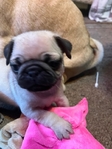 Easter Pug Puppies Ready for a forever home