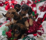 Beautiful Dachshund Puppies