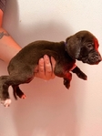 Lab/GSP mix! 7 weeks old vaccinated and wormed puppies!