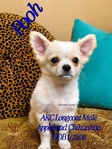 AKC Longcoat Chihuahuas