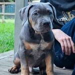 XL bully pup