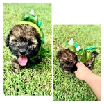 Toy poodle pups!