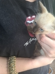 Simeas kittens