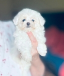 Maltipoo small puppies Maltese poodle toy breed.