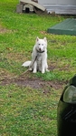 White Husky
