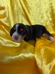 Beagle Puppies AKC