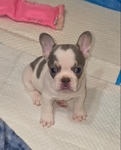 AKC French Bulldog Puppies