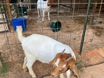 Boer goats. Reduced price