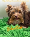 AKC Thick Coated Male Mini Yorkie