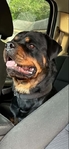 Male Rottweiler