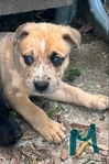 Blue heeler/ Australian shepherd mix pups