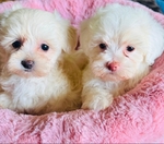 Maltipoo small puppies Maltese poodle toy breed.